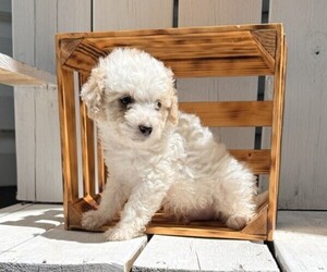 Poodle (Miniature) Puppy for sale in CURTISS, WI, USA