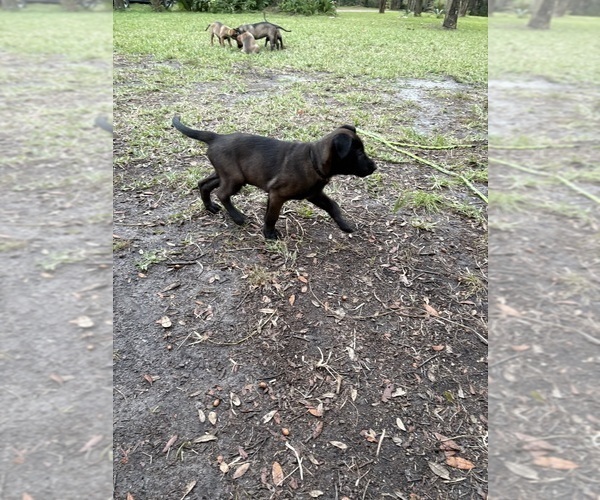 Medium Photo #5 Belgian Malinois Puppy For Sale in LAKE MARY, FL, USA