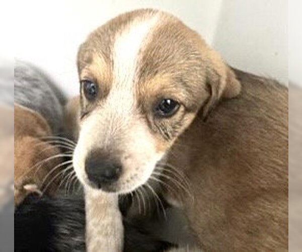 Medium Photo #1 Mutt Puppy For Sale in Houston, TX, USA