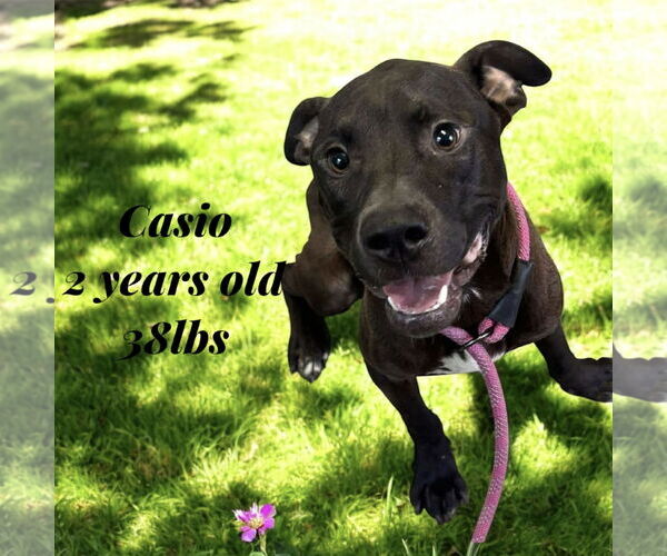 Medium Photo #9 Labrador Retriever-Unknown Mix Puppy For Sale in Oakhurst, NJ, USA