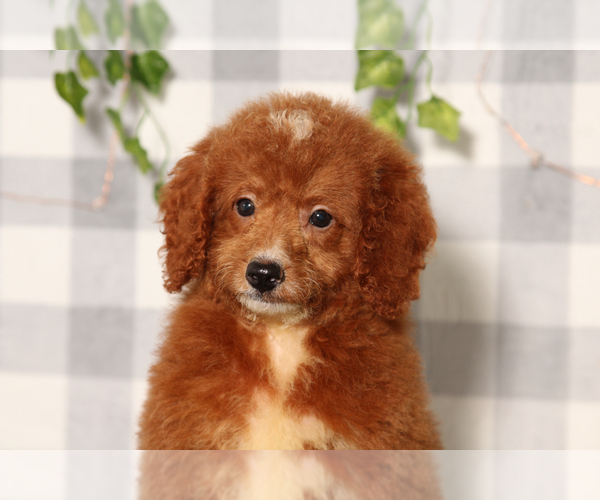 Medium Photo #2 Goldendoodle-Poodle (Miniature) Mix Puppy For Sale in MARIETTA, GA, USA