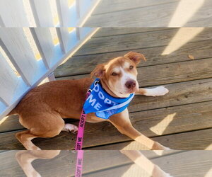 Labrador Retriever-Unknown Mix Dogs for adoption in Sheboygan, WI, USA
