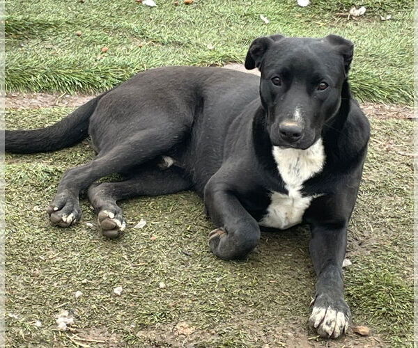Medium Photo #9 Labrador Retriever-Unknown Mix Puppy For Sale in Tracy City, TN, USA