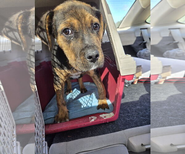 Medium Photo #1 Boxweiler Puppy For Sale in Princeton, MN, USA