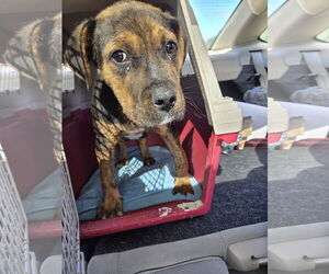 Boxweiler Dogs for adoption in Princeton, MN, USA
