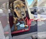 Small Boxweiler