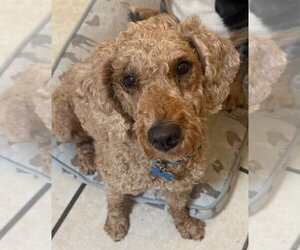 Golden Retriever-Unknown Mix Dogs for adoption in Canton, CT, USA