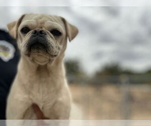 Pug Dogs for adoption in HESPERIA, CA, USA