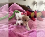 Puppy 2 Maltese-Poodle (Toy) Mix