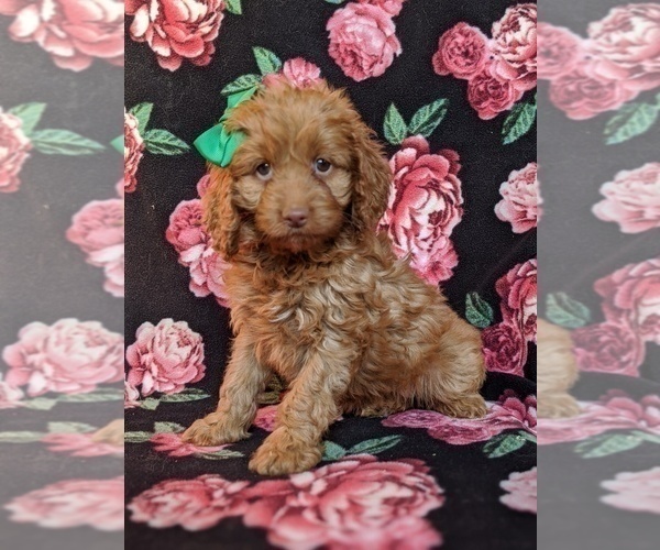 Medium Photo #2 Cocker Spaniel-Poodle (Miniature) Mix Puppy For Sale in BIRD IN HAND, PA, USA