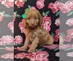 Small Photo #2 Cocker Spaniel-Poodle (Miniature) Mix Puppy For Sale in BIRD IN HAND, PA, USA