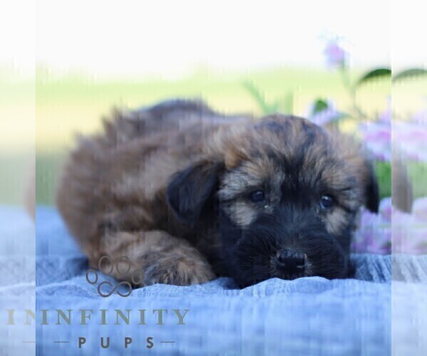 Medium Photo #6 Soft Coated Wheaten Terrier Puppy For Sale in LITITZ, PA, USA