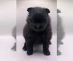Small Photo #10 Pomeranian Puppy For Sale in PORTLAND, ME, USA