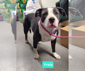 American Pit Bull Terrier Dogs for adoption in Richmond, IN, USA