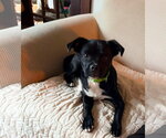 Small Pug Mix
