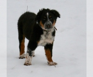 Australian Shepherd-Newfoundland Mix Puppy for sale in SHEBOYGAN FALLS, WI, USA