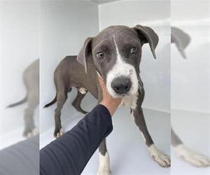 American Pit Bull Terrier Dogs for adoption in Houston, TX, USA