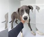 Small American Pit Bull Terrier
