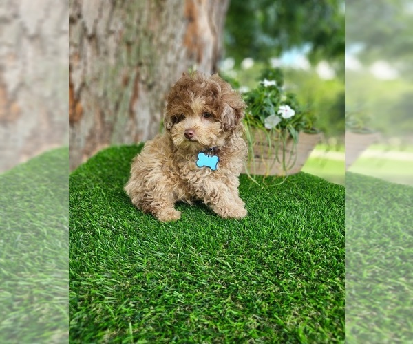 Medium Photo #6 Poodle (Toy) Puppy For Sale in INDIANAPOLIS, IN, USA