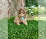 Small #5 Poodle (Toy)