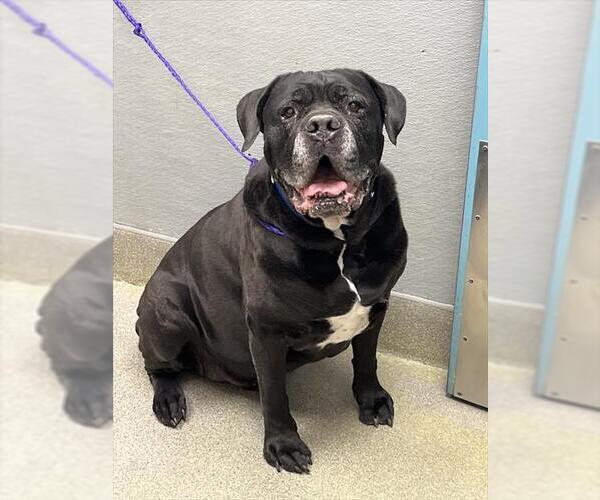 Medium Photo #1 Mutt Puppy For Sale in Las Vegas, NV, USA