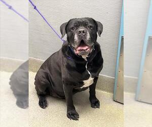 Mutt Dogs for adoption in Las Vegas, NV, USA