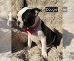 Small #5 Boston Terrier