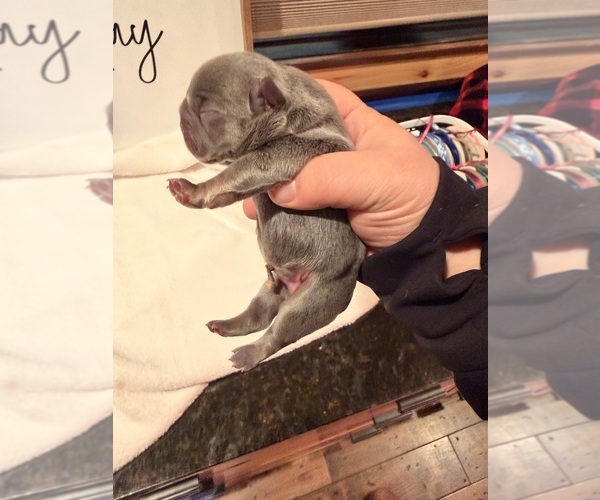 Medium Photo #1 French Bulldog Puppy For Sale in PONSFORD, MN, USA