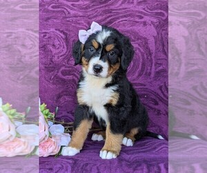 Bernese Mountain Dog Puppy for sale in QUARRYVILLE, PA, USA
