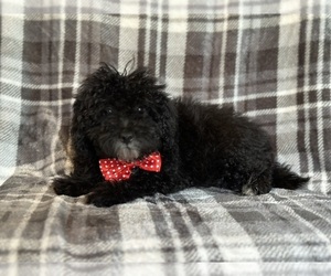 Poodle (Miniature) Puppy for sale in LAKELAND, FL, USA