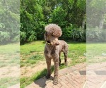 Small Photo #23 Poodle (Standard) Puppy For Sale in MOORESVILLE, NC, USA