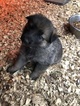 Small Photo #7 German Shepherd Dog Puppy For Sale in NEW BRAUNFELS, TX, USA