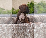 Small Photo #5 Boxer Puppy For Sale in BANNING, CA, USA