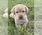Puppy Puppy 2 leo Labrador Retriever