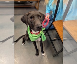 Moby - Male Labrador Retriever-Unknown Mix Dog for Adoption - Photo #4