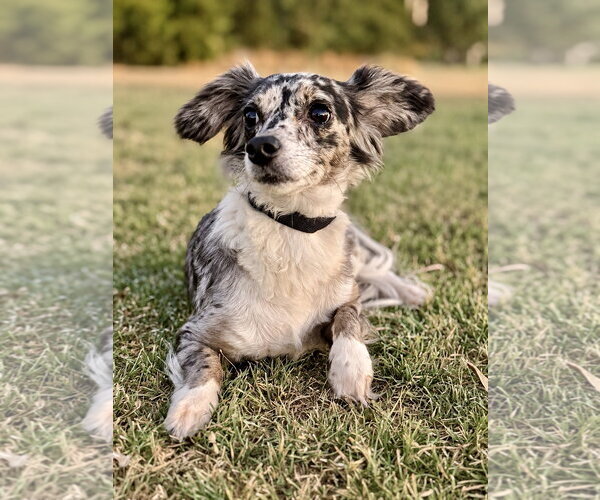 Medium Photo #4 Dachshund-Unknown Mix Puppy For Sale in PIPE CREEK, TX, USA