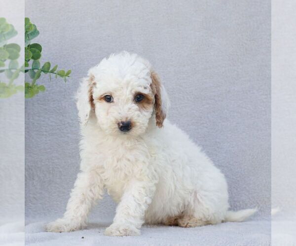 Medium Photo #3 Goldendoodle (Miniature) Puppy For Sale in EPHRATA, PA, USA
