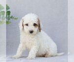 Small Photo #3 Goldendoodle (Miniature) Puppy For Sale in EPHRATA, PA, USA