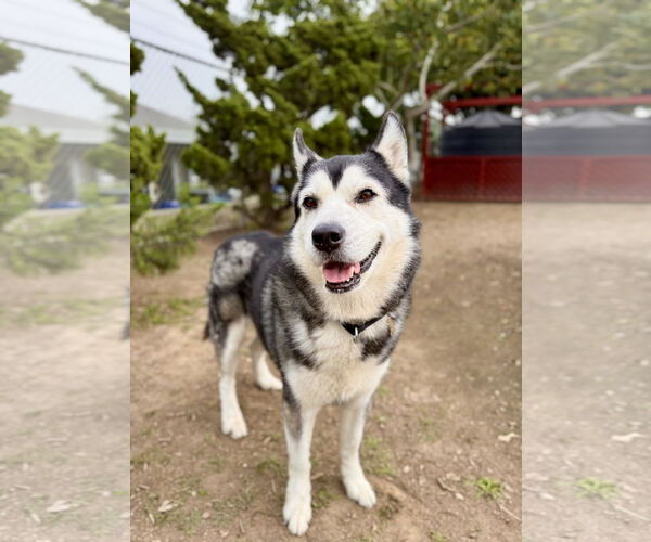 Medium Photo #3 Siberian Husky Puppy For Sale in Seal Beach, CA, USA