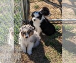 Small #1 Australian Shepherd