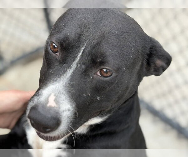 Medium Photo #3 Mutt Puppy For Sale in Tulsa, OK, USA