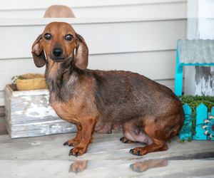 Mother of the Dachshund puppies born on 07/08/2025