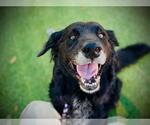 Small #1 Chow Chow-German Shepherd Dog Mix