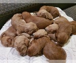 Small Photo #2 Goldendoodle Puppy For Sale in DANVILLE, IN, USA