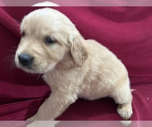 Golden Retriever Puppy for sale in DETROIT, MI, USA