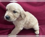Small Golden Retriever
