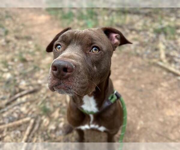 Medium Photo #2 American Pit Bull Terrier Puppy For Sale in Charlotte, NC, USA