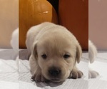 Small Photo #23 Labrador Retriever Puppy For Sale in OLYMPIA, WA, USA