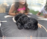 Small #2 Cavapoo