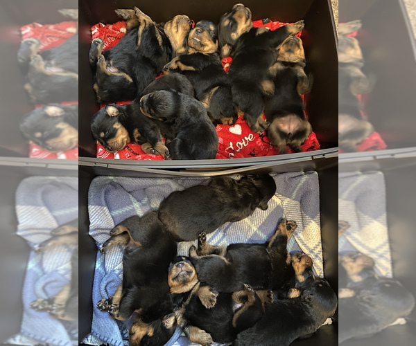 Medium Photo #5 Rottweiler Puppy For Sale in FREEPORT, NY, USA